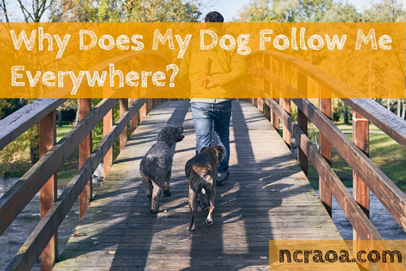 Why Does My Dog Follow Me Everywhere? | NCRAOA