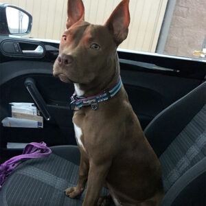 pitbull chihuahua mix