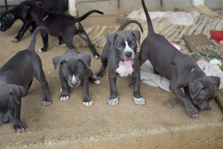 Razor Edge Pitbulls Breed Info | National Canine Research Association ...