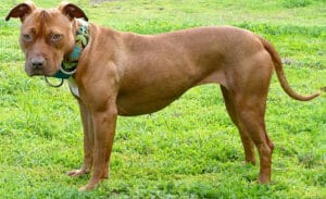 red nose pitbull