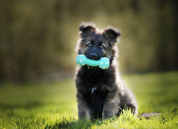 puppy with squeaky toy