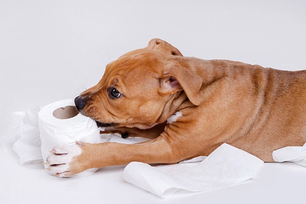 Why Do Dogs Eat Toilet Paper Tissues National Canine Research Association Of America