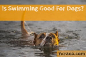 swimming good for dogs