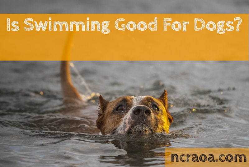 Is Swimming Good For Dogs? National Canine Research Association Of