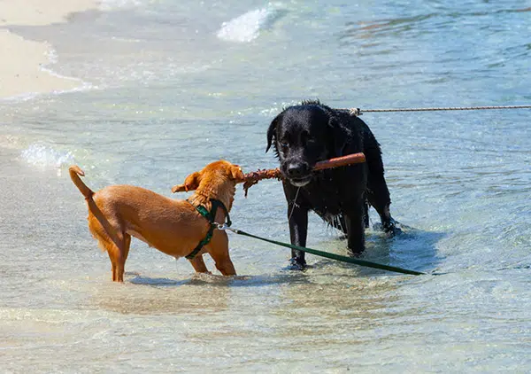 two dogs playing tug of war at beach