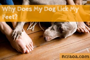 why my dog licks my feet