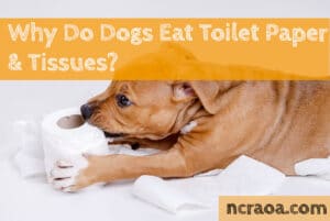 why dogs eat toilet paper