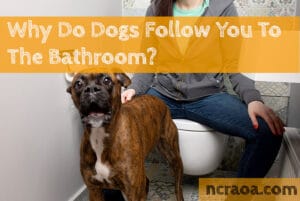 why dogs follow you to the bathroom