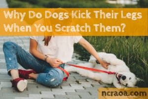 why dogs kick legs when scratched