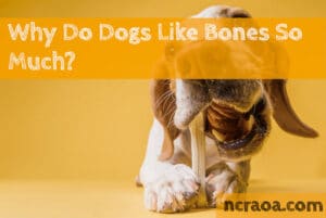 why dogs like bones