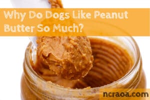 why dogs like peanut butter