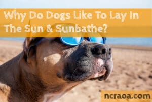 why dogs like laying in sun