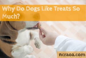 why dogs like treats