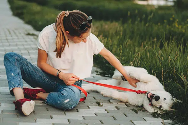 dog getting belly scratched