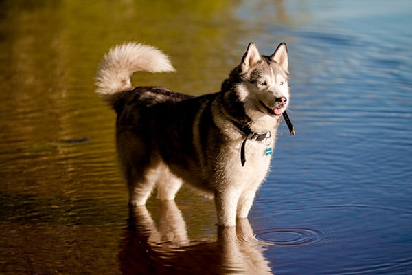 can huskies like swimming