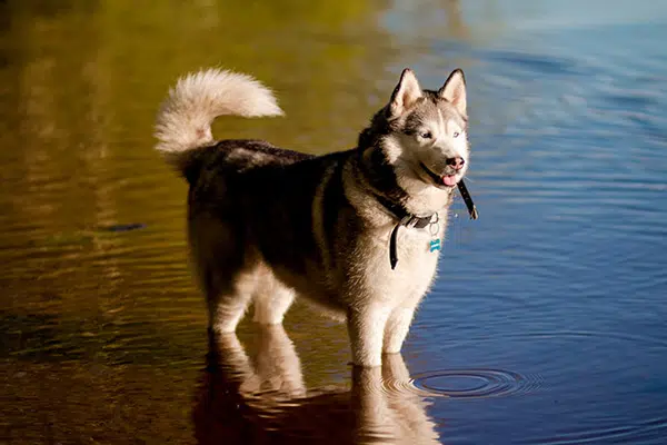 husky in water