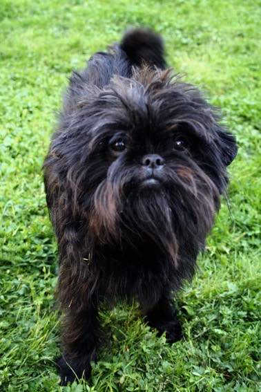 Affenpinscher