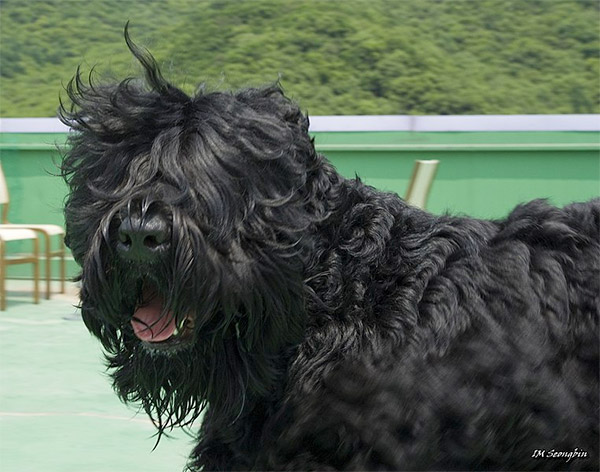 Black Russian Terrier