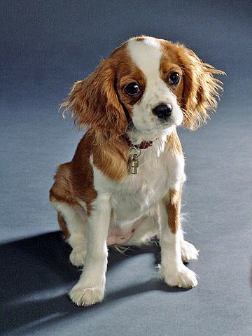 Cavalier King Charles Spaniel