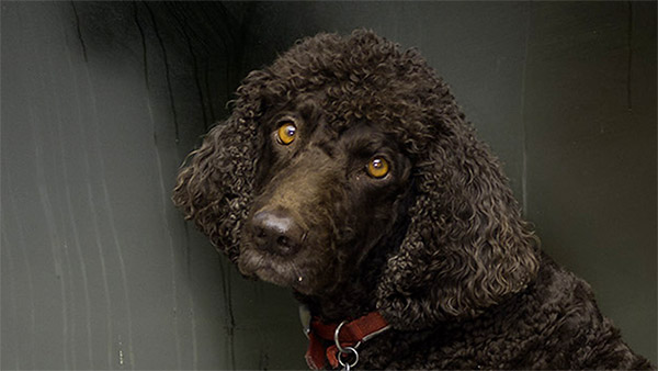 Irish Water Spaniel