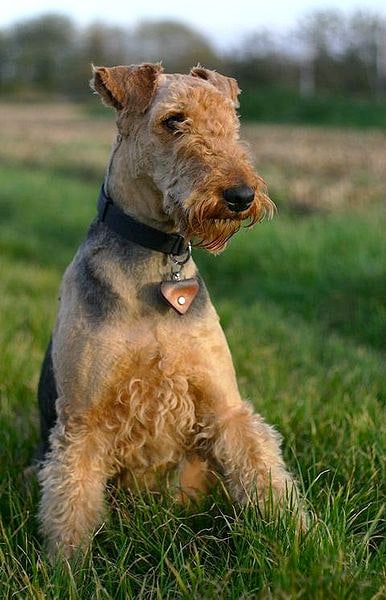 airedale terrier