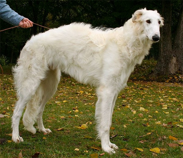 borzoi