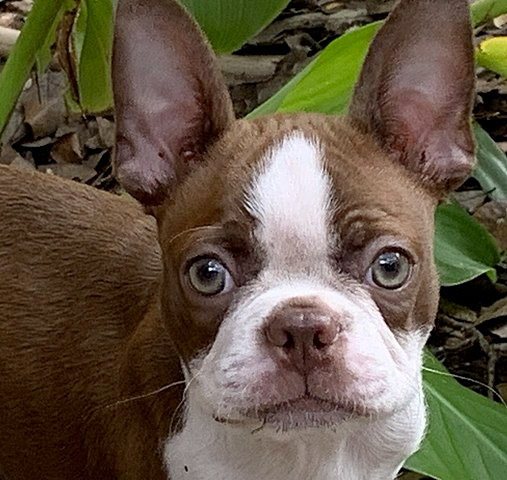 boston terrier