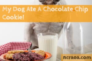 dog ate chocolate chip cookie