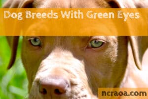 dog breed with green eyes