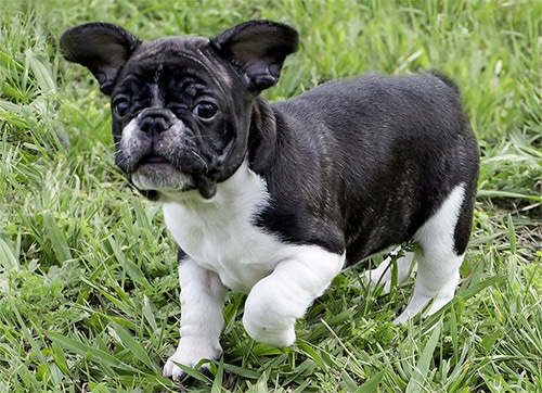 french bulldog