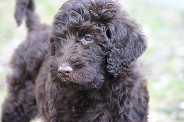 labradoodle