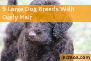 large dog breeds curly hair