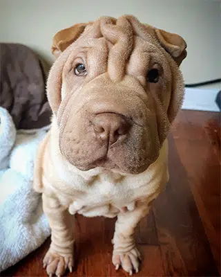 Mini Shar Pei