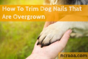 trim overgrown dog nails