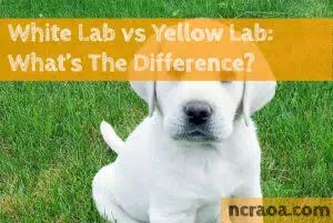 white lab vs yellow lab