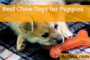 Best Chew Toys for Puppies