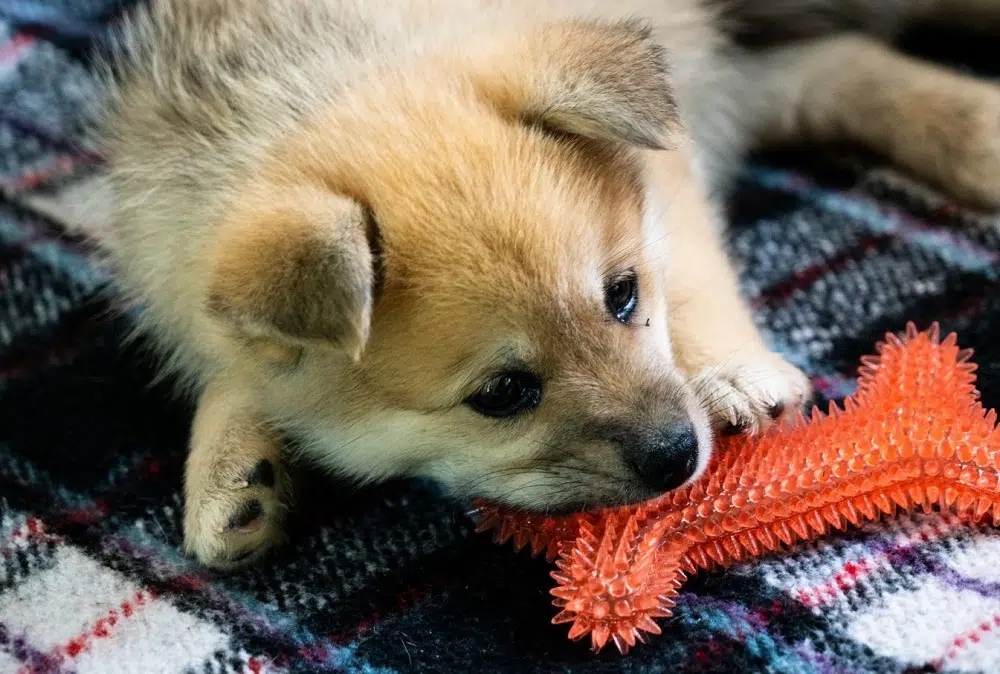 Best Chew Toys for Puppies