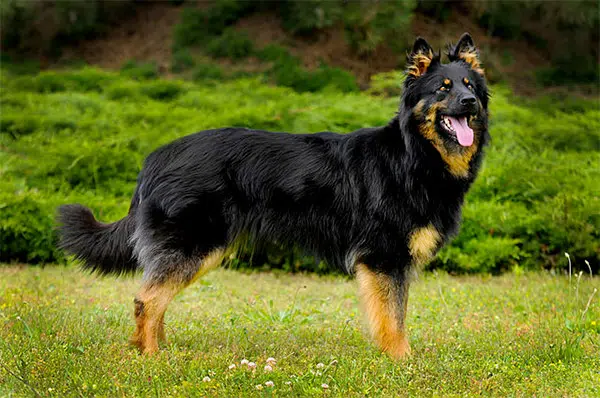 Bohemian Shepherd dog breed