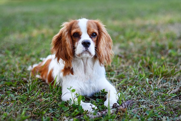 Cavalier King Charles Spaniel