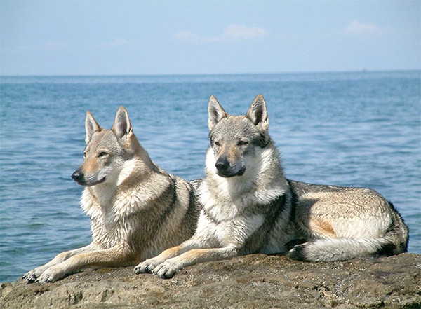 Czechoslovakian Wolfdog