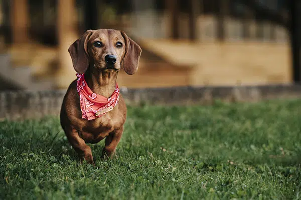 Dachshund