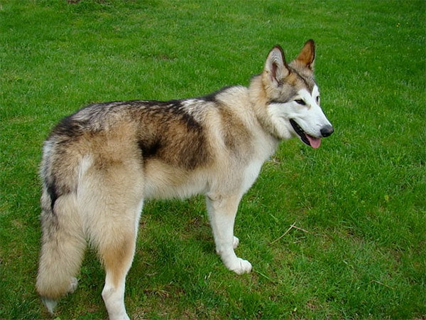 Kugsha dog breed Amerindian Malamute or American Husky