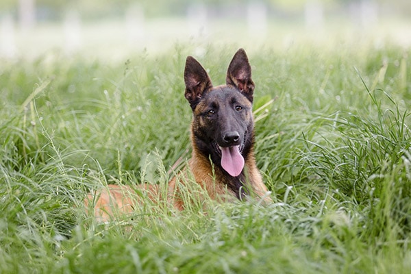 Malinois Belgian Shepherd