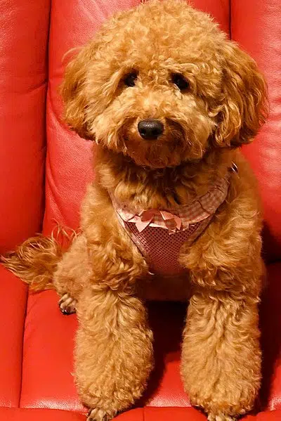 Miniature Goldendoodle dog breed