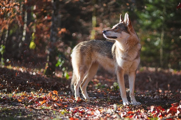 Northern Inuit dog breed