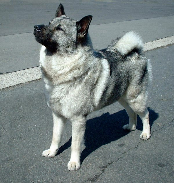 Norwegian Elkhound