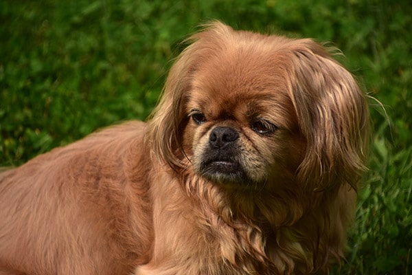 Pekingese dog breed