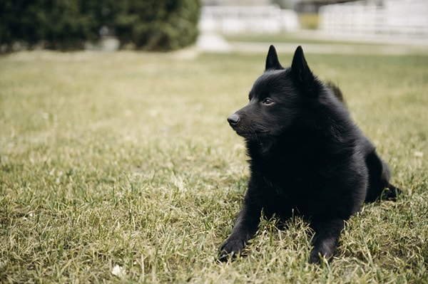 Schipperke dog breed in grass