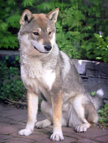 Shikoku dog breed