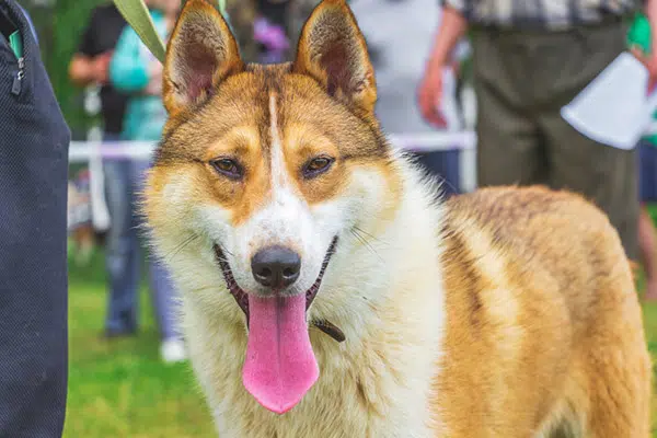 West Siberian Laika dog breed